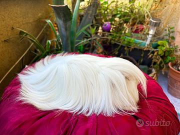 Cavia porcellino d'india a pelo lungo