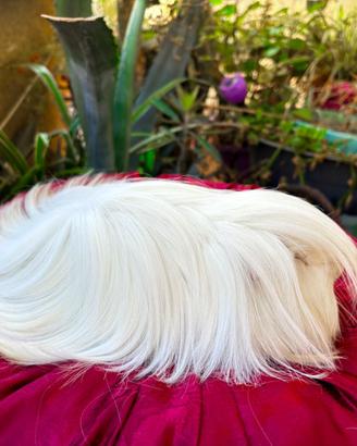 Cavia porcellino d'india a pelo lungo