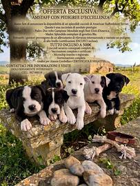 Amstaff con pedigree