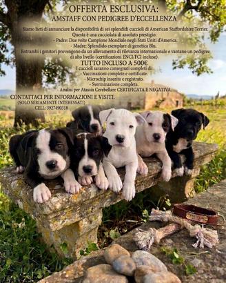 Amstaff con pedigree