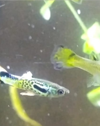 Guppy misti endler