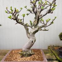 Bonsai di melo