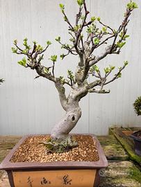 Bonsai di melo