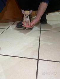 Cuccioli di chihuahua mini toy e toy