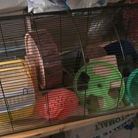 Gabbia in vetro + trasportino + accessori