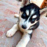 Siberiano husky