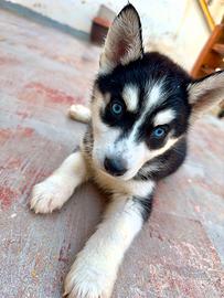 Siberiano husky