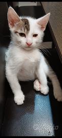 Gattino principe