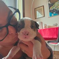 Cuccioli di cane american bully