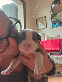 Cuccioli di cane american bully
