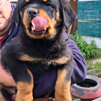 Rottweiler