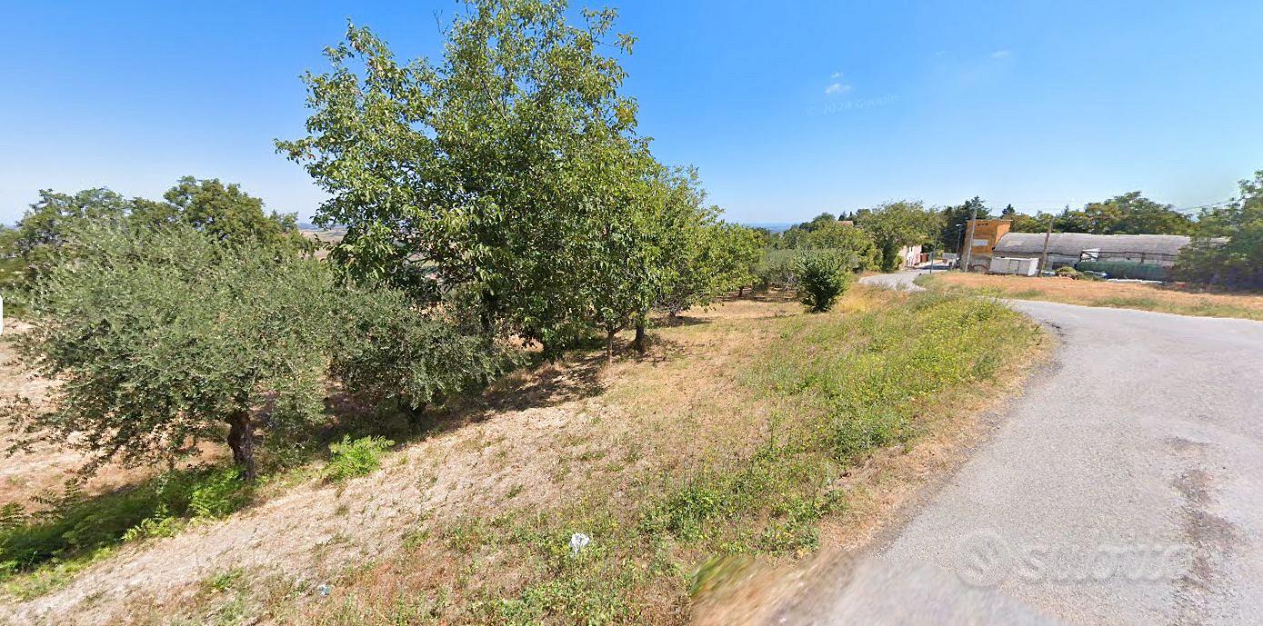 Terreno agricolo 1.300 m² con 39 ulivi produttivi - Vista 4