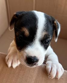 Cuccioli Jack Russel