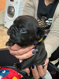 Cuccioli di bulldog