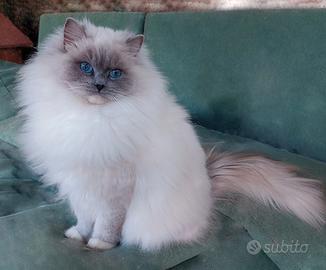 Maschietto Ragdoll Blue Mitted