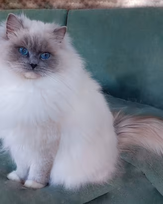 Maschietto Ragdoll Blue Mitted