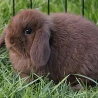 Minilop Choco sterilizzata