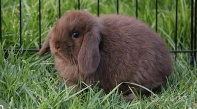 Minilop Choco sterilizzata