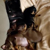 Cuccioli di pincher toy