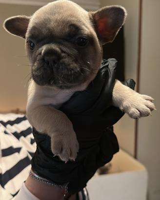 Bulldog francese blu tan