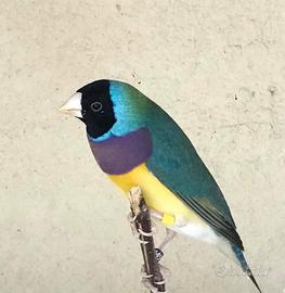 Diamanti di Gould