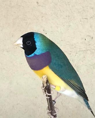 Diamanti di Gould