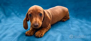 Cucciola di bassotto nano con pedigree
