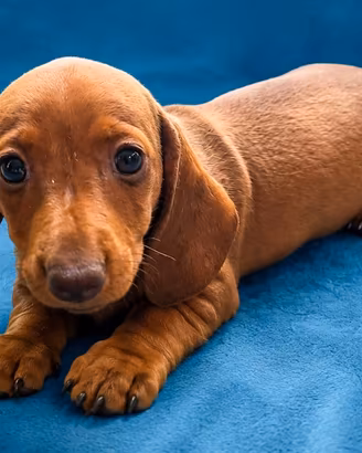 Cucciola di bassotto nano con pedigree