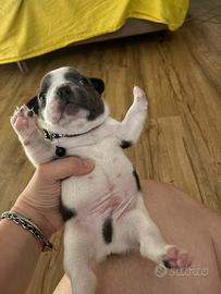 Cucciolo di Bouledogue francese