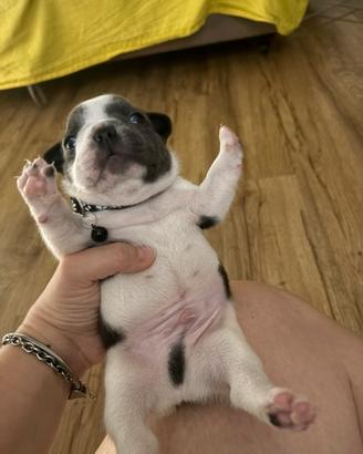 Cucciolo di Bouledogue francese