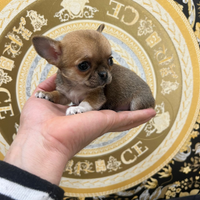 Chihuahua Toy & mini pelo raso 60/90 giorni