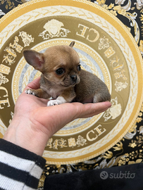 Chihuahua Toy & mini pelo raso 60/90 giorni