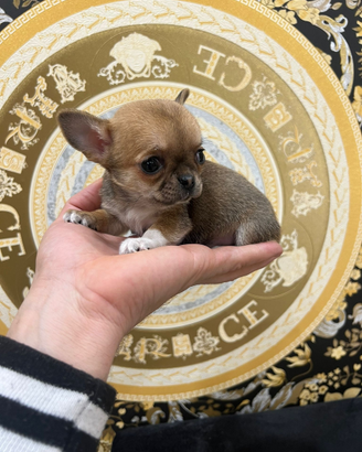 Chihuahua Toy & mini pelo raso 60/90 giorni