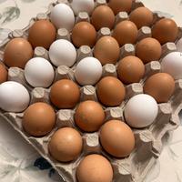 Uova galline livornesi e ovaiole allevate a terra