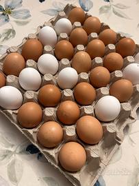 Uova galline livornesi e ovaiole allevate a terra