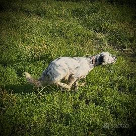 Vendita cuccioloni di setter inglese