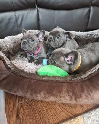 Cuccioli di bulldog francesi maschi femmine