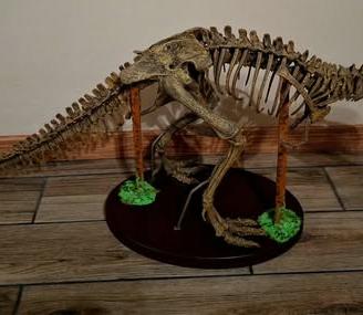 Riproduzione fossile Tirannosauro REX