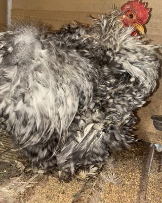 Galline cocciniglia