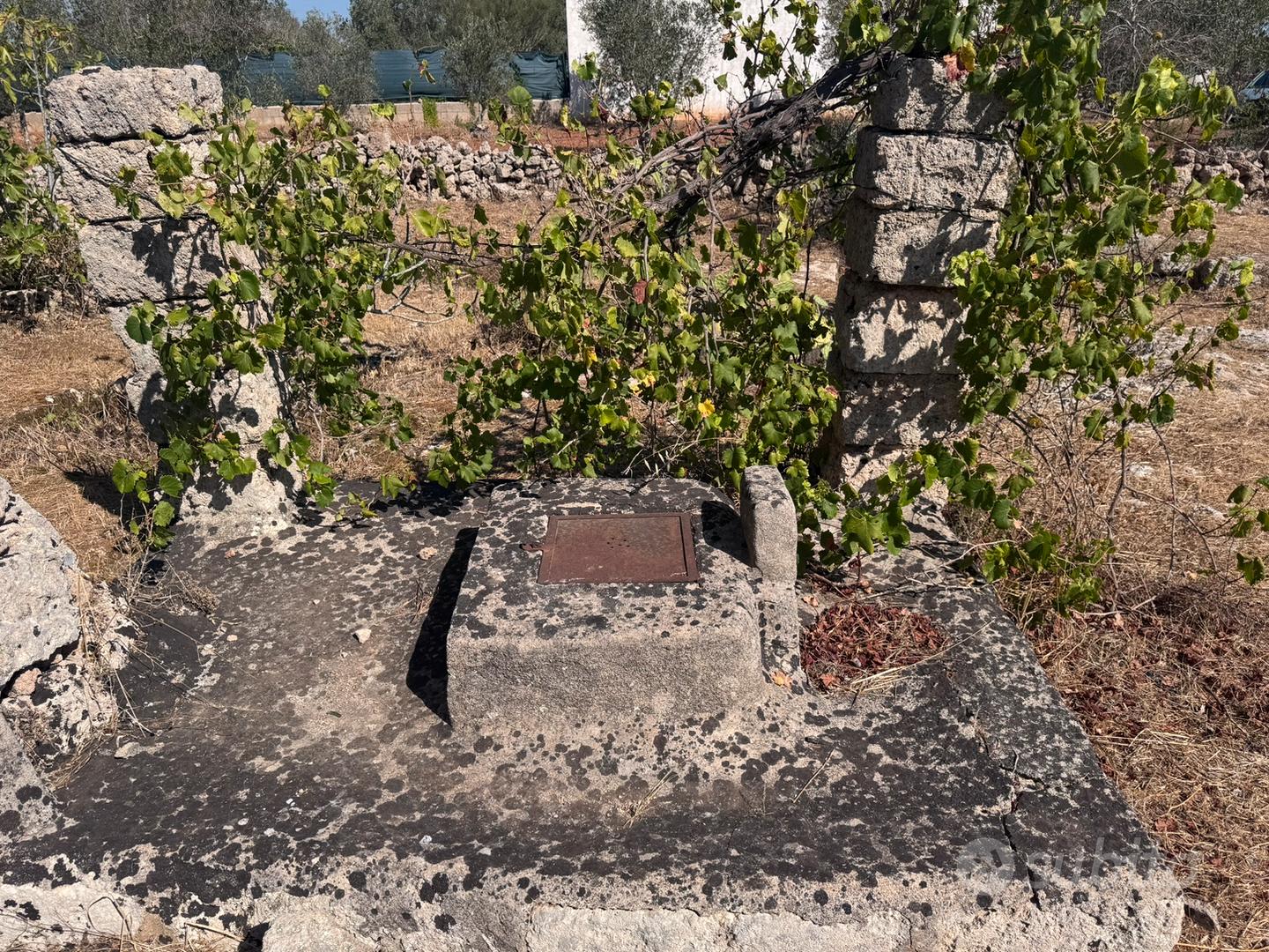 Terreno agricolo nel Salento - Vista 2