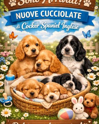Cuccioli di Cocker Spaniel inglese