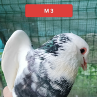 Coppia colombi California 3