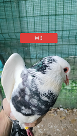 Coppia colombi California 3