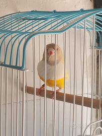 Diamante del gould