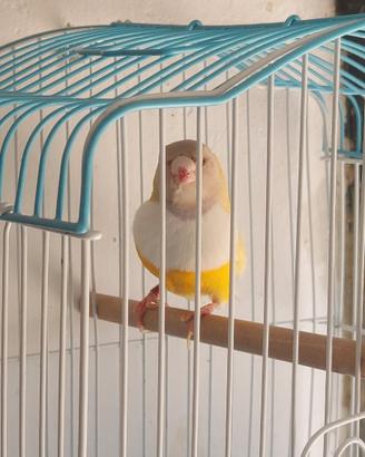 Diamante del gould