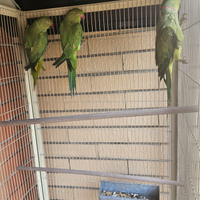 Parrocchetto dal collare