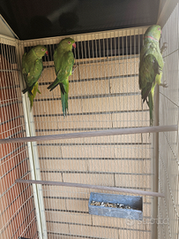 Parrocchetto dal collare