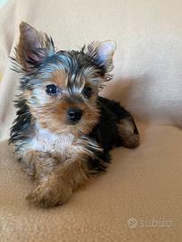 Cucciole di Yorkshire Terrier mini