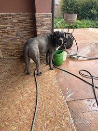 Cuccioli di cane corso