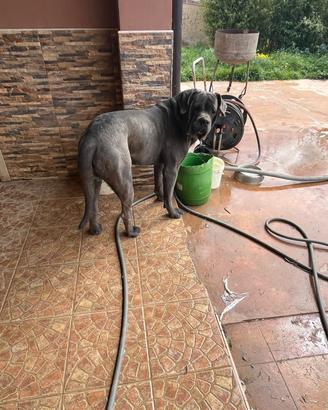 Cuccioli di cane corso